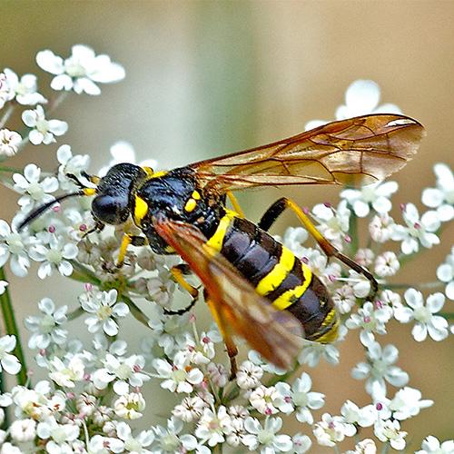 Réf. 50 565 : Tenthredo (marginella-thompsoni)