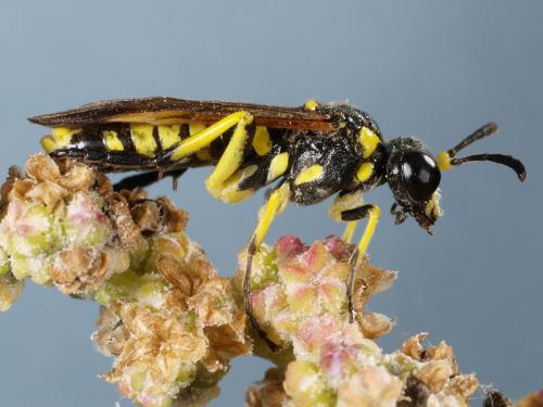 Tenthredo sp.
