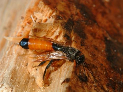 Réf. 50 387 : Sirex sp.