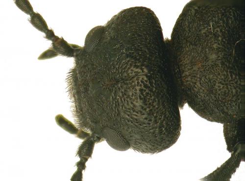 Réf. 50 890 : Meloe mediterraneus