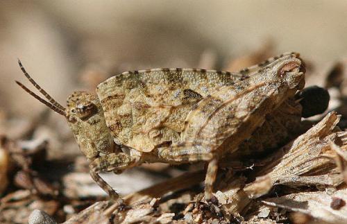 Réf. 50 192 : Tetrix sp.
