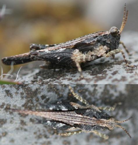 Réf. 50 663 : Tetrix ceperoi ceperoi