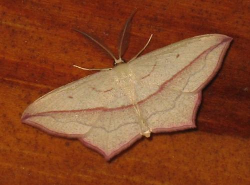 Réf. 50 838 : Timandra comae