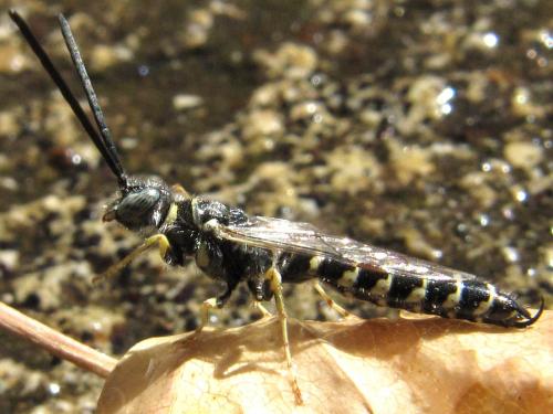 Réf. 50 334 : Meria sp.