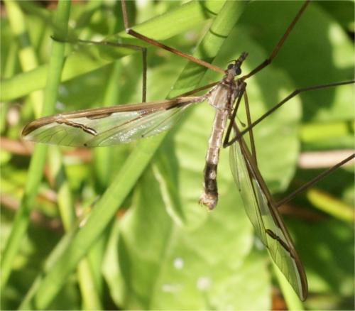 Pedicia rivosa
