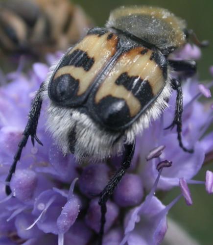 Trichius sp.