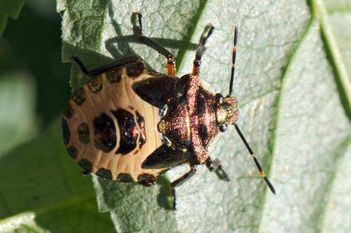 Troilus luridus