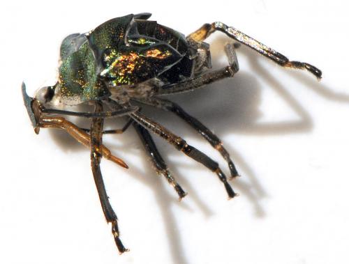 Troilus luridus