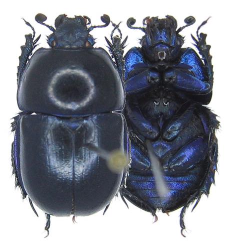 Réf. 50 278 : Trypocopris vernalis