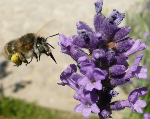 Réf. 50 014 : Anthophora quadrimaculata