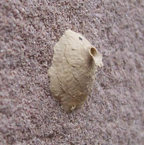 Eumenes sp.