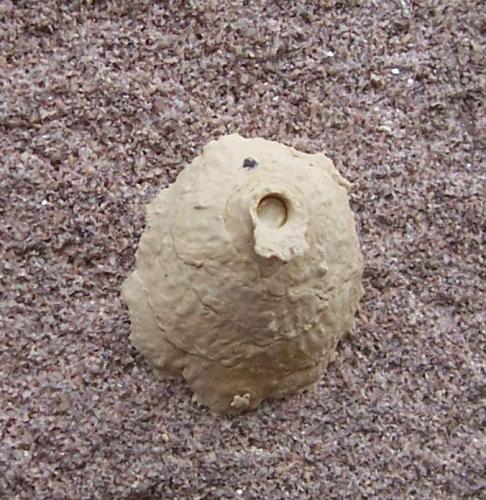 Eumenes sp.