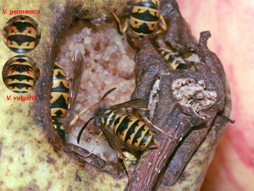 Vespula divers