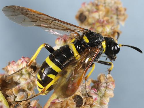 Tenthredo sp.