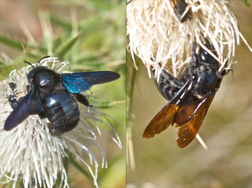 Xylocopa sp.