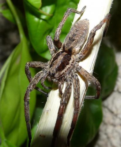 Hogna radiata