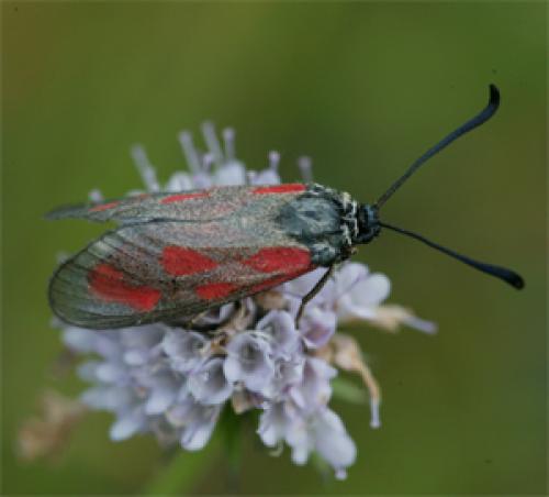 Zygaena loti