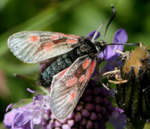 Réf. 50 118 : Zygaena exulans