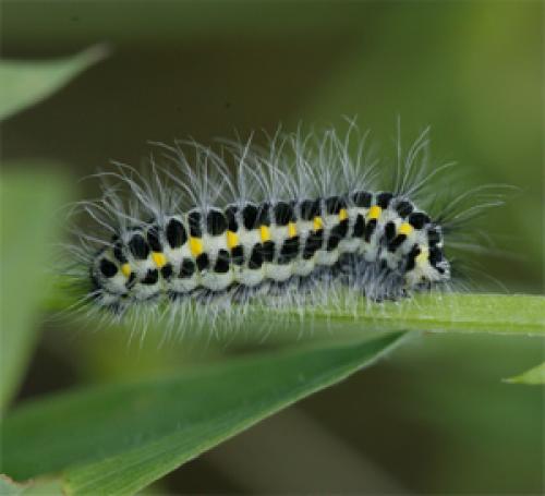 Zygaena sp.