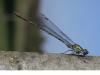 50837 – Photo : fabian constant – Belgique