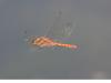 Sympetrum striolatum