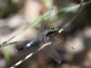 50991 – Photo : fabian constant – France (30)