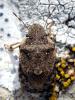 50284 – Photo : Vincent Derreumaux – France (83)