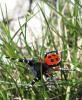 50132 – Photo : guillaume douault – France (83)