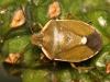 50636 – Photo : Vincent Derreumaux – France (26)