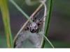 Larinioides cornutus