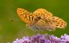50654 – Photo : Pierre Duhem – France (74)