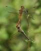 50562 – Photo : Olivier Lacaton – France (51)