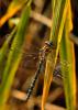 50360 – Photo : Laurene trebucq – France (26)