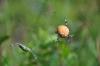 50446 – Photo : Guillaume GENESTE – France (10)