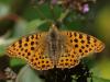 50051 – Photo : Bernard BOHER – France (09)