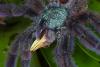50546 – Photo : Norbert – Martinique