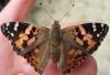 Vanessa cardui