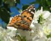 50911 – Photo : Axel Dehalleux – France (93)