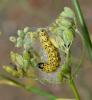 50084 – Photo : Pelouard – France (66)