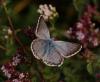 50109 – Photo : Michel Ehrhardt – France (68)