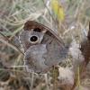 50431 – Photo : Arnaud Jean-Pierre – France (66)