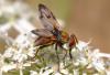 50727 – Photo : Guillaume GENESTE – France (10)