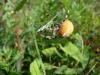 50453 – Photo : Guillaume GENESTE – France (10)