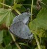 50004 – Photo : Pelouard – France (74)