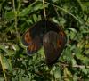 50071 – Photo : Pelouard – France (74)