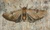 50300 – Photo : Dimitri GEYSTOR – France (47)