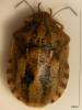 50374 – Photo : LUDWIG Anne – France (05)