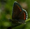 50345 – Photo : Pelouard – France (74)