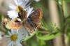 50210 – Photo : patrick derennes – France (77)