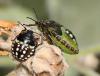 50709 – Photo : patrick derennes – France (94)